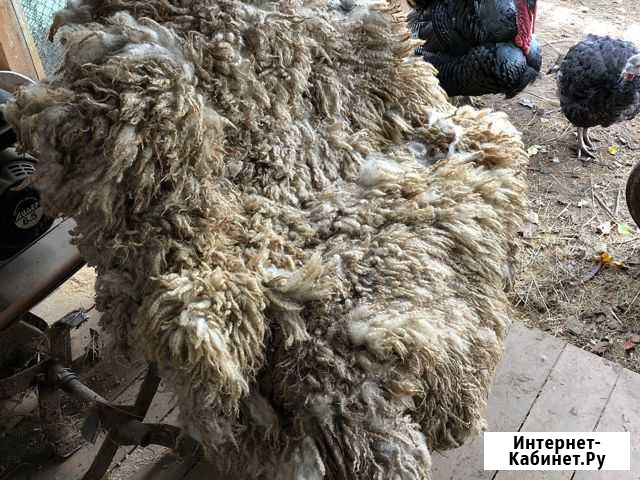Шкура барана Одинцово - изображение 1