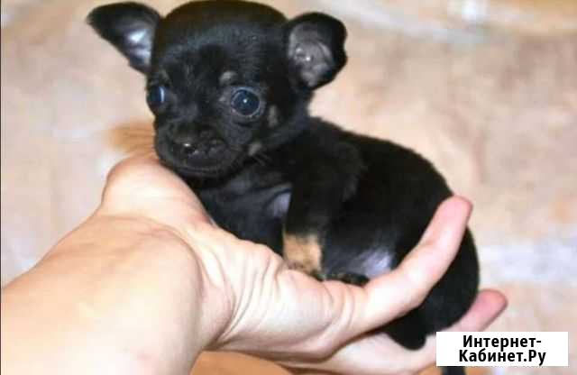 Мини той-терьер щенок Краснодар - изображение 1