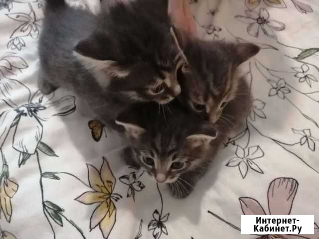 Котята в добрые руки Набережные Челны - изображение 1