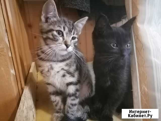 Котята в ответственные руки Подольск - изображение 1