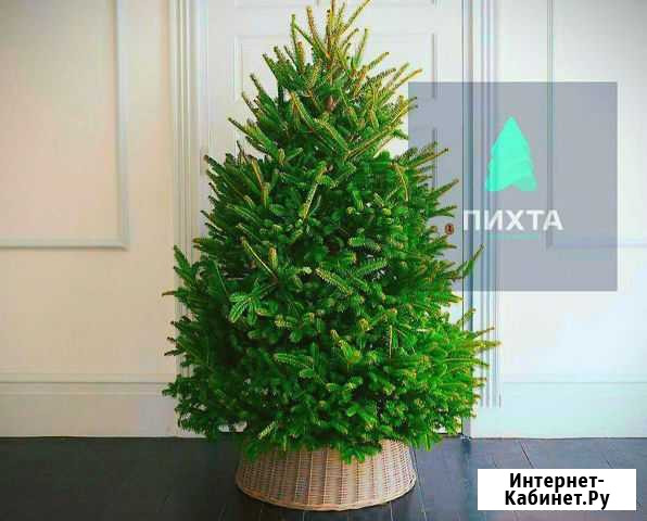 Пихта новогодняя Коммунарка - изображение 1