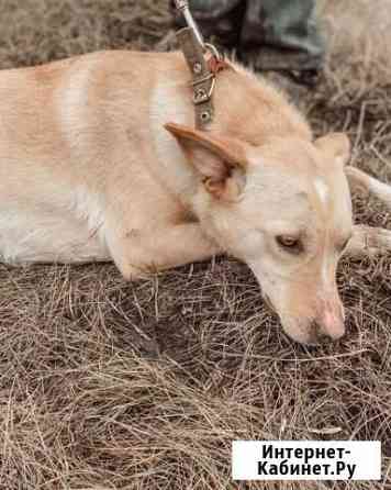 Багира Кай и Герда в поиске дома Москва