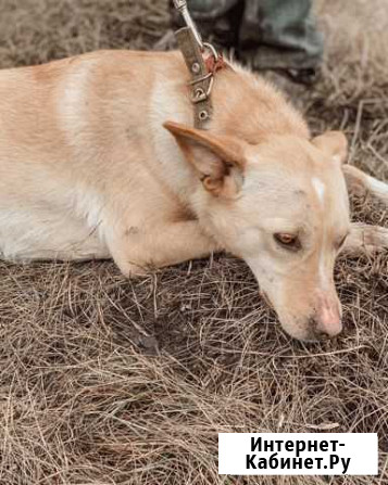 Багира Кай и Герда в поиске дома Москва - изображение 1