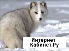 Колотые дрова с доставкой Погар - изображение 1