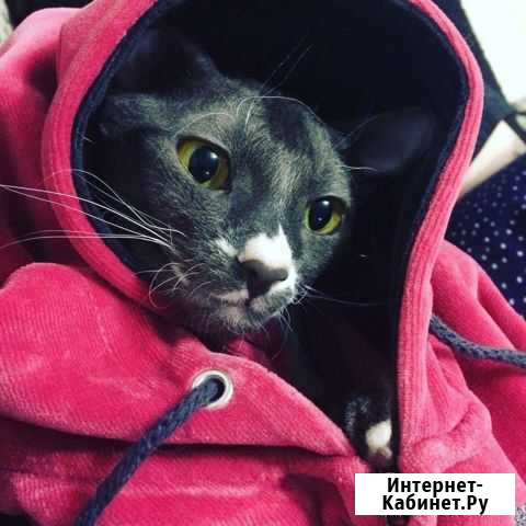 Котята Смоленск - изображение 1