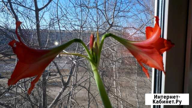 Гиппеаструм барбадос Благовещенск - изображение 1
