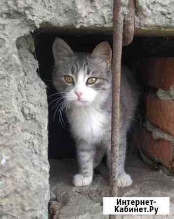 Кошечка молодая ищет дом Краснодар