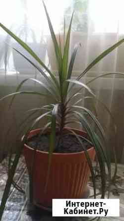 Драцена Тольятти