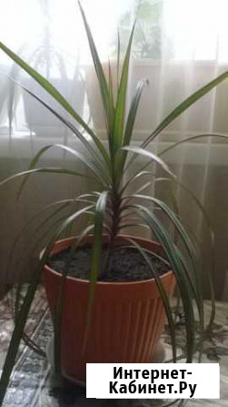 Драцена Тольятти - изображение 1