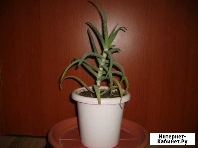 Продам лечебное растение алоэ Севастополь - изображение 1