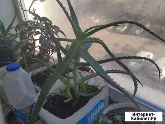 Алое Челябинск