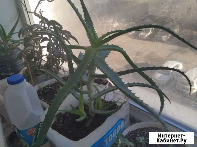 Алое Челябинск - изображение 1