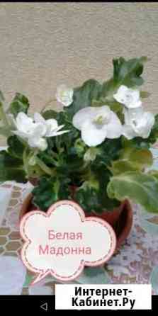 Фиалка Саратов