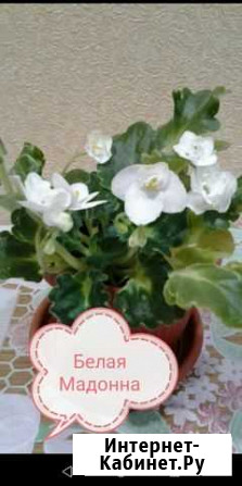 Фиалка Саратов - изображение 1