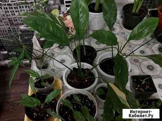 Спатифиллум вариегатный Ставрополь