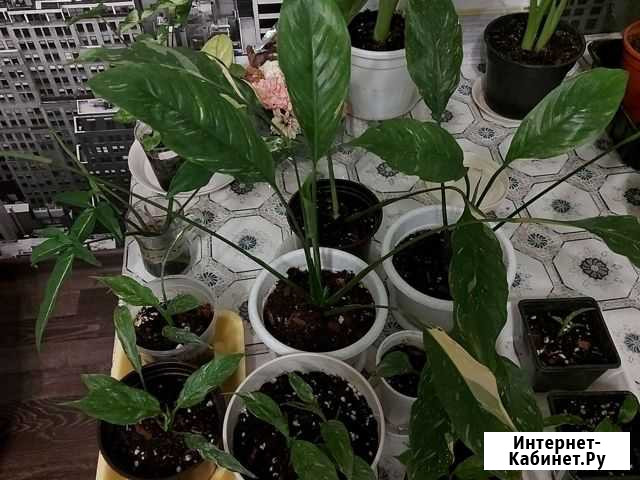 Спатифиллум вариегатный Ставрополь - изображение 1