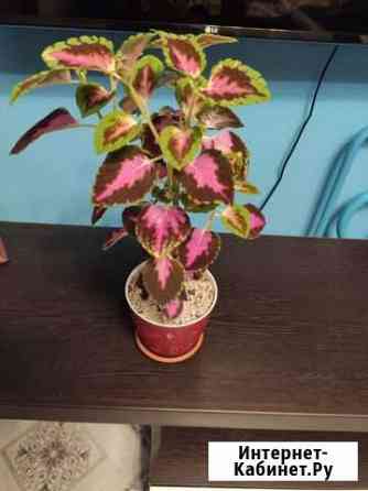 Колеус в горшке, 40 см растение Воронеж