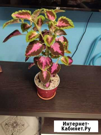 Колеус в горшке, 40 см растение Воронеж - изображение 1