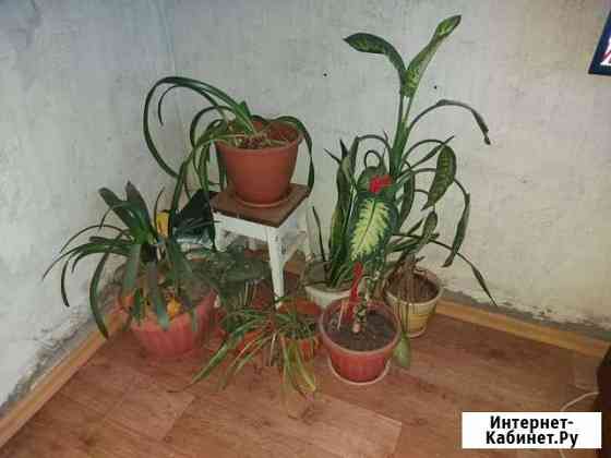 Домашние цветы бесплатно Петропавловск-Камчатский