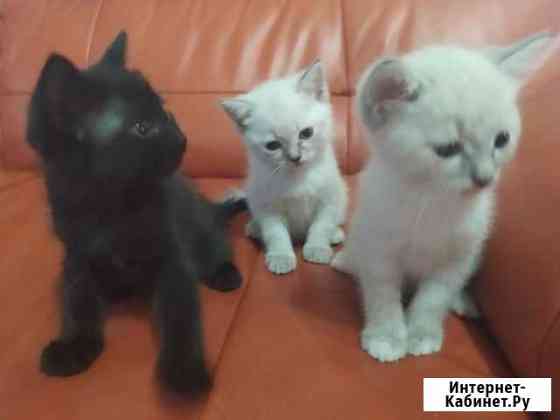 Котята Белгород