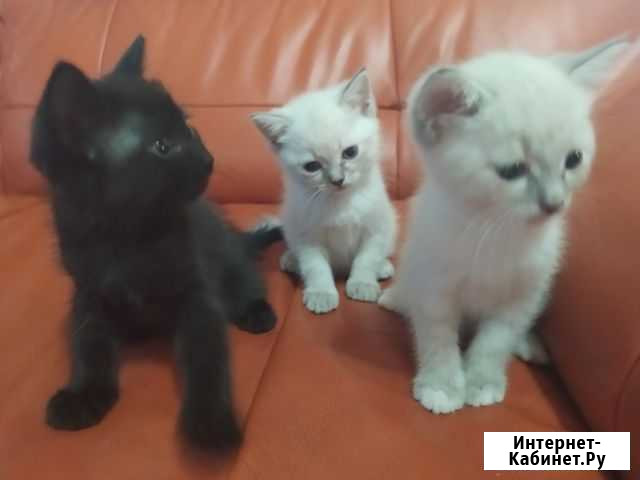 Котята Белгород - изображение 1
