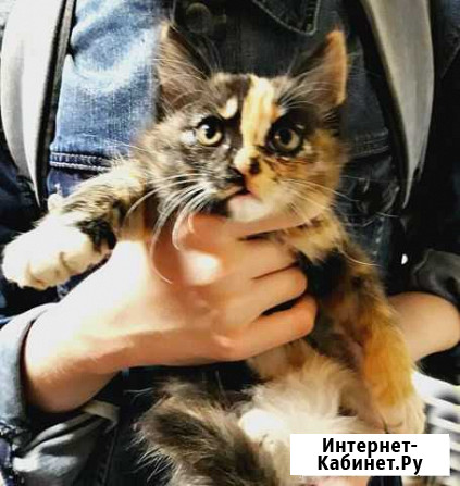 Котенок чудо чудное в ожидании доброй хозяйки Улан-Удэ - изображение 1