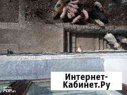 Тушки поросят на праздничный стол,для запекания Куйбышев
