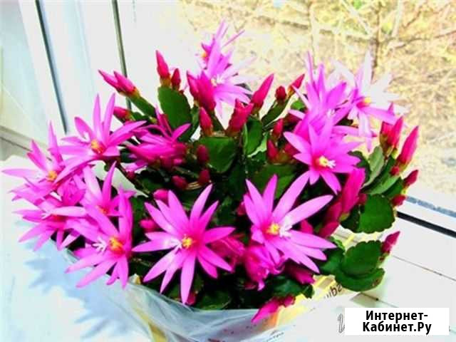Рипсалидопсис- пасхальный кактус. цветет к Пасхе Иркутск - изображение 1