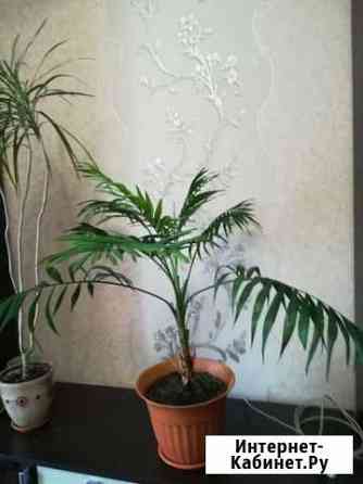 Пальма Ховея Новокузнецк