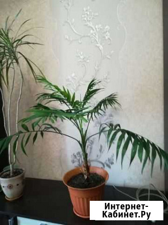 Пальма Ховея Новокузнецк - изображение 1