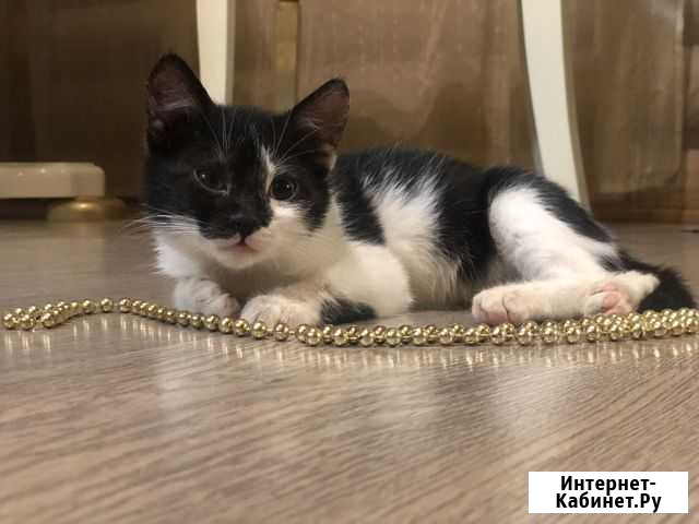 Котенок Туапсе - изображение 1