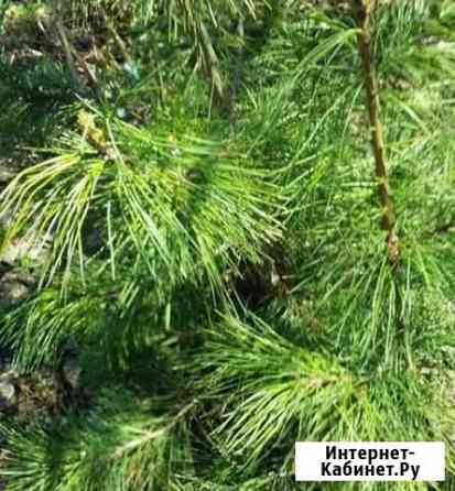 Саженцы кедра. Обмен Новосибирск