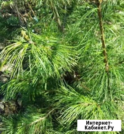 Саженцы кедра. Обмен Новосибирск - изображение 1