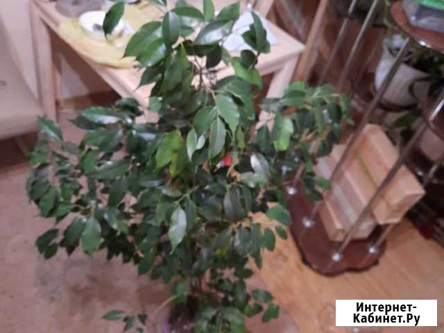Фикус бенджамина большой Котельники - изображение 1