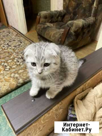 Котята, кошки,Котов нет Даже если хорошо посмотрет Тамбов - изображение 1