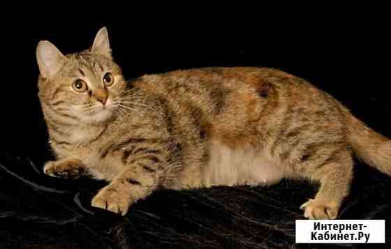 Аурика в добрые руки Екатеринбург