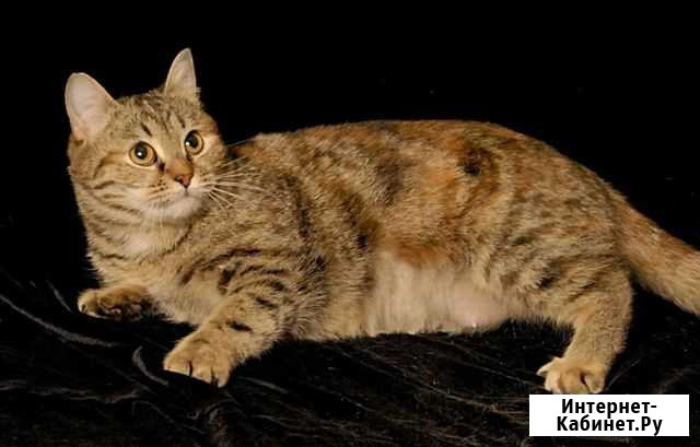 Аурика в добрые руки Екатеринбург - изображение 1