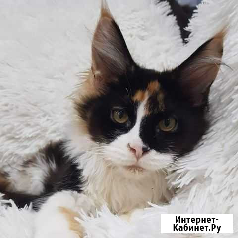 Котята Сыктывкар - изображение 1