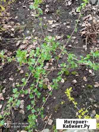 Молодой куст крыжовника Нижний Новгород