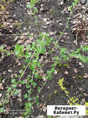 Молодой куст крыжовника Нижний Новгород - изображение 1