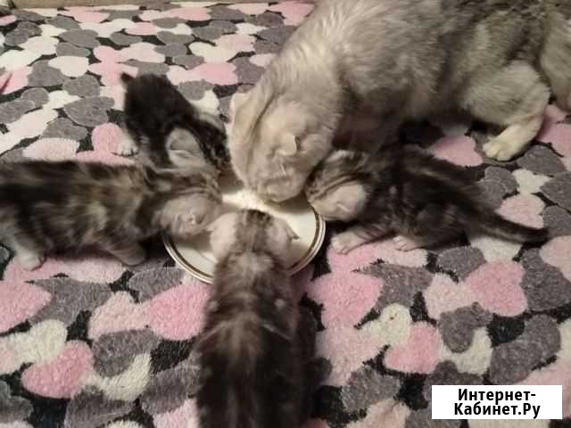 Шотландские котята Киров - изображение 1
