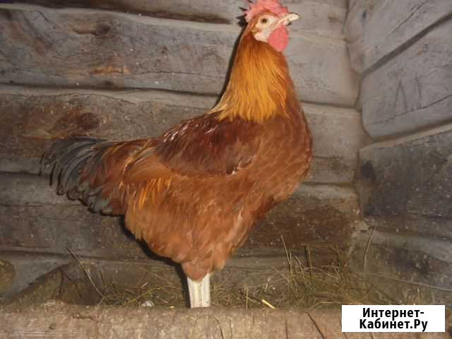 Продам петуха Архангельск - изображение 1