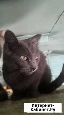 Котик Благовещенск - изображение 1