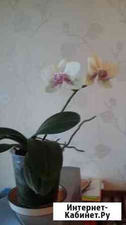 Орхидея Фаленопсис Калуга