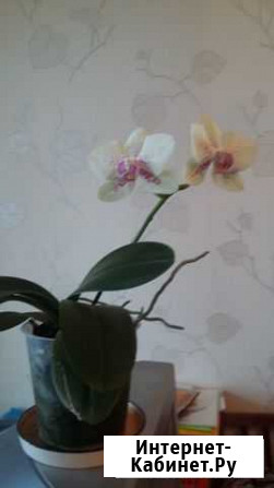 Орхидея Фаленопсис Калуга - изображение 1