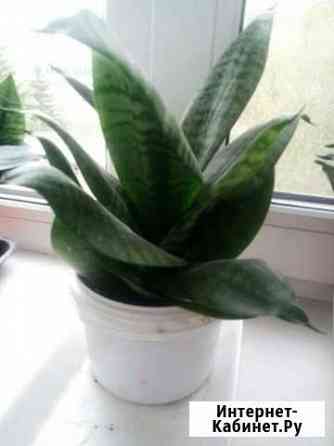 Комн.цветок Омск