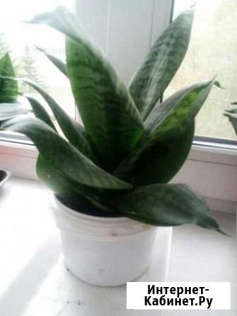 Комн.цветок Омск - изображение 1