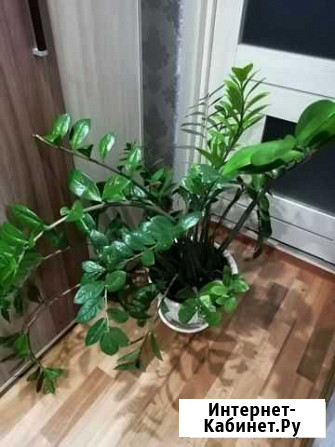 Замиокулькас Канаш - изображение 1