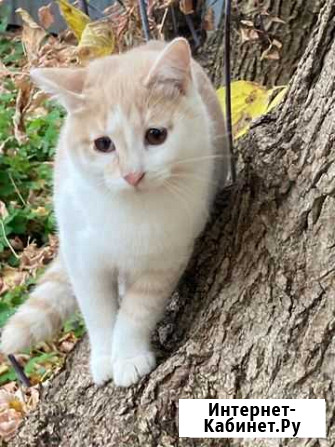 2 котика ищут дом Раменское - изображение 1