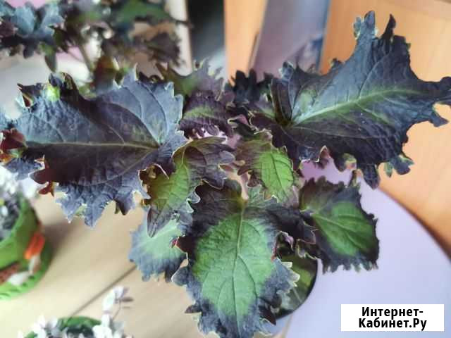 Колеус Plum Frost Анжеро-Судженск - изображение 1